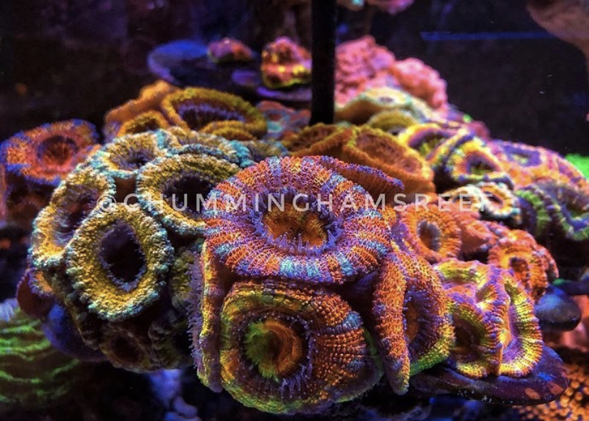 令人惊叹的珊瑚流行LED照明