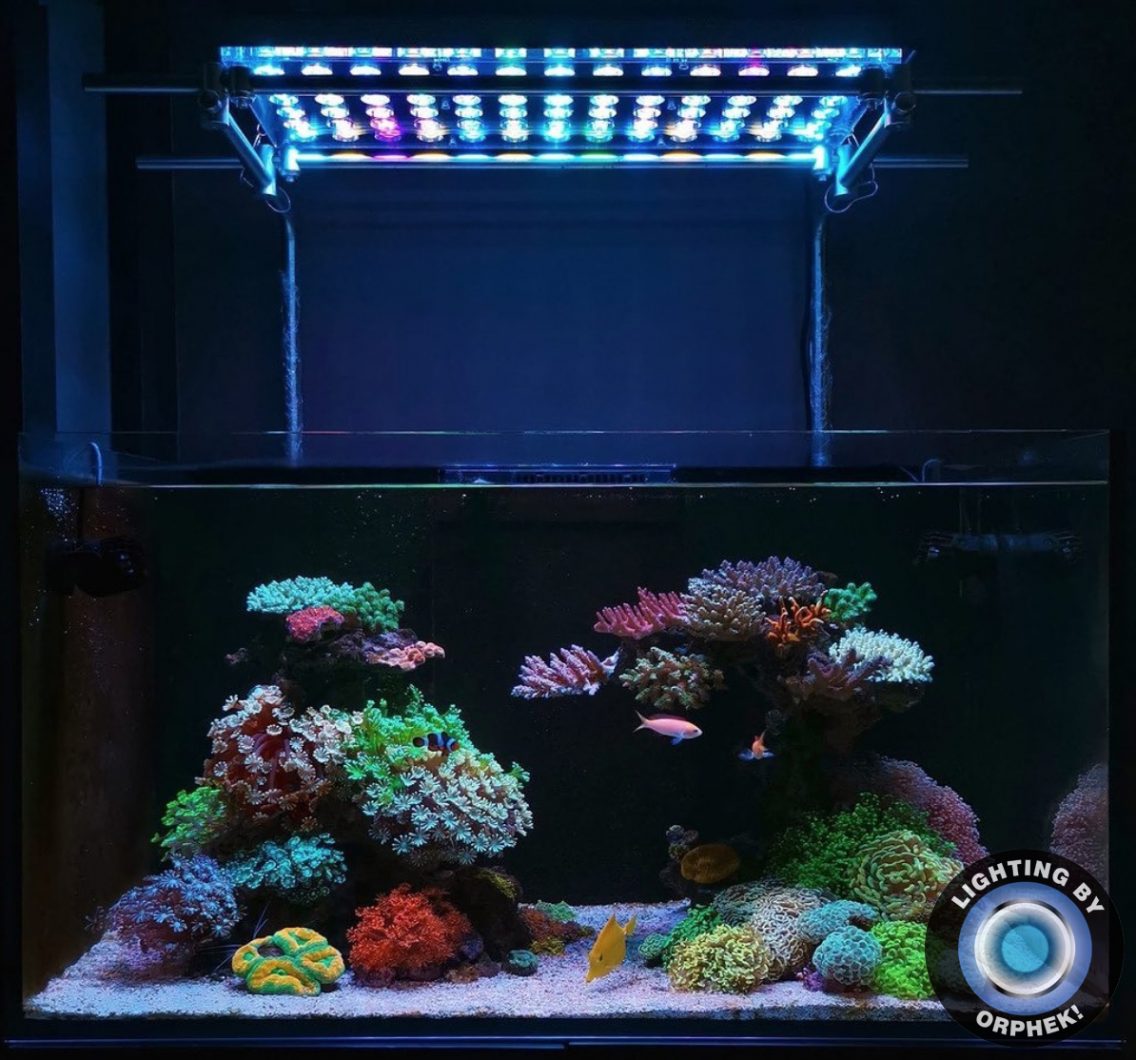 bästa rev akvarium led belysning 2020