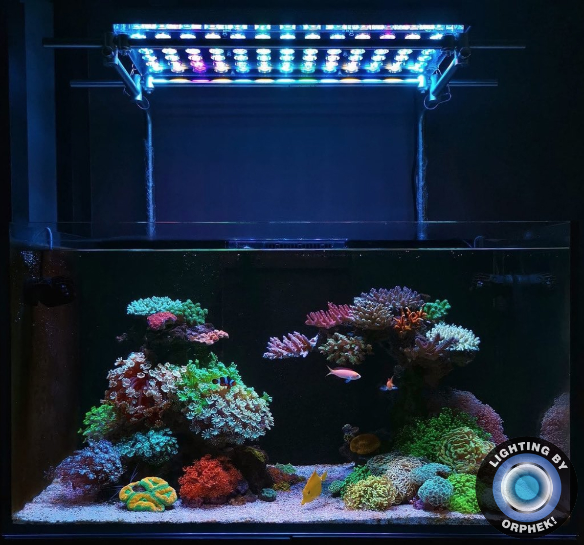 mejor acuario de arrecife iluminación led 2020