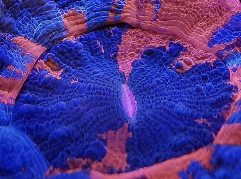 μπλε κόκκινος ύφαλος sps κοράλλι