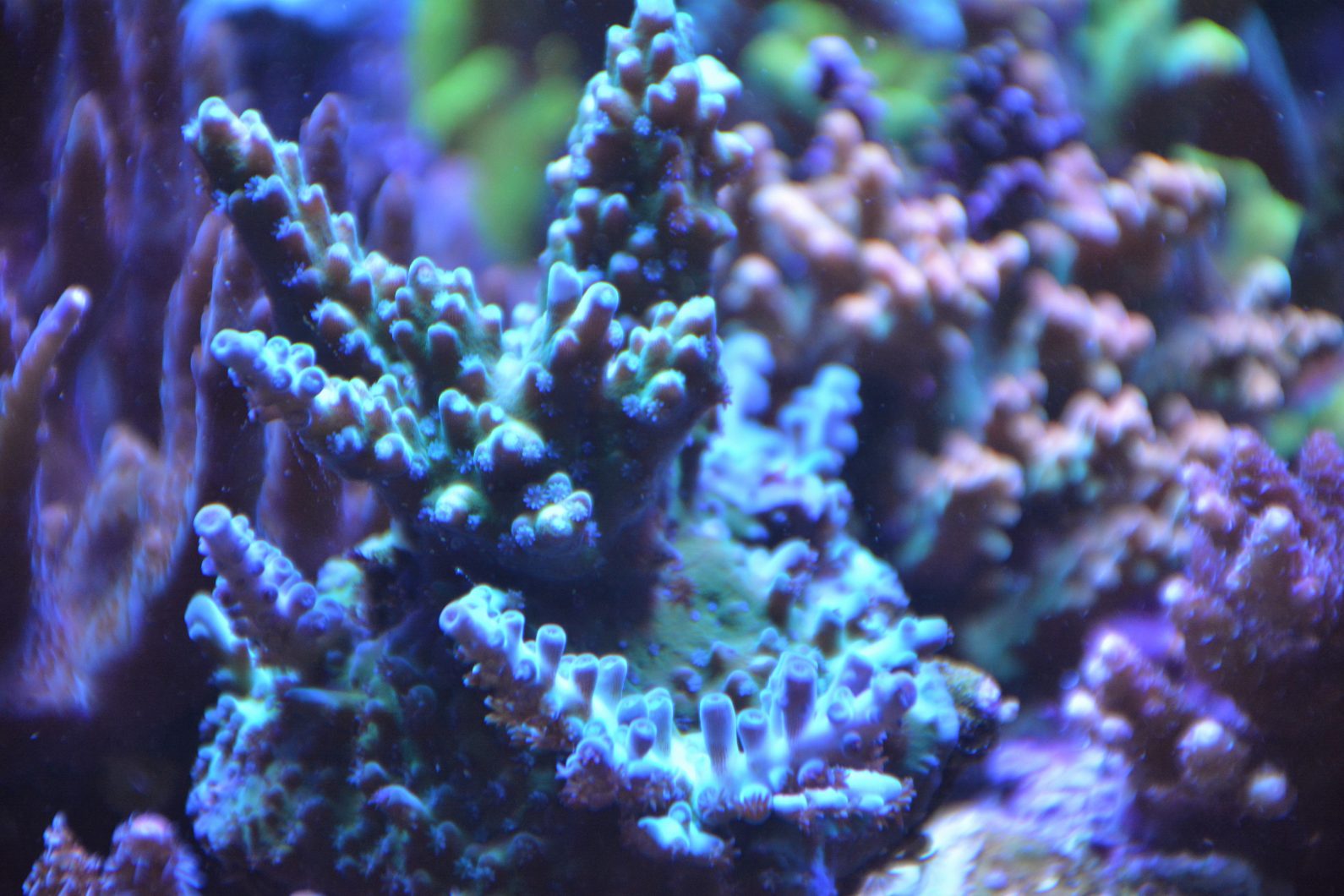 best LED light for reef coral pop