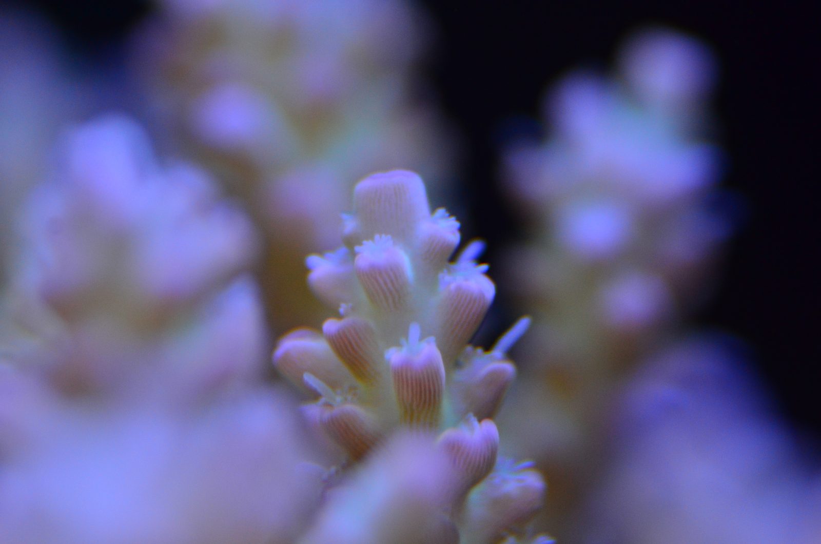 høykvalitets rev koraller belysning