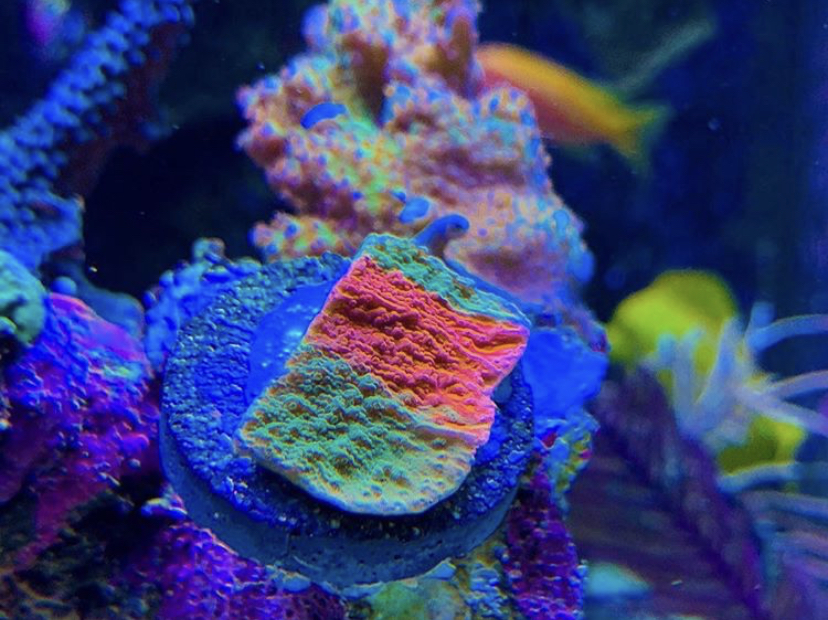 melhor iluminação LED para tanque de recife colorido