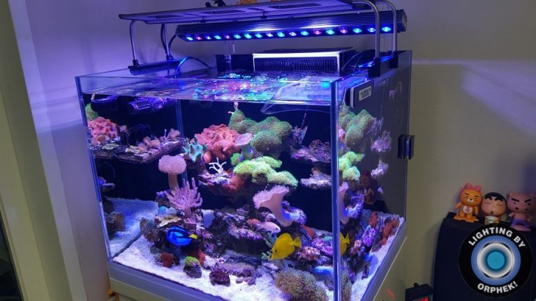 Orphek Reefscaping Showcases Beautiful Tanks •Reef LED Light