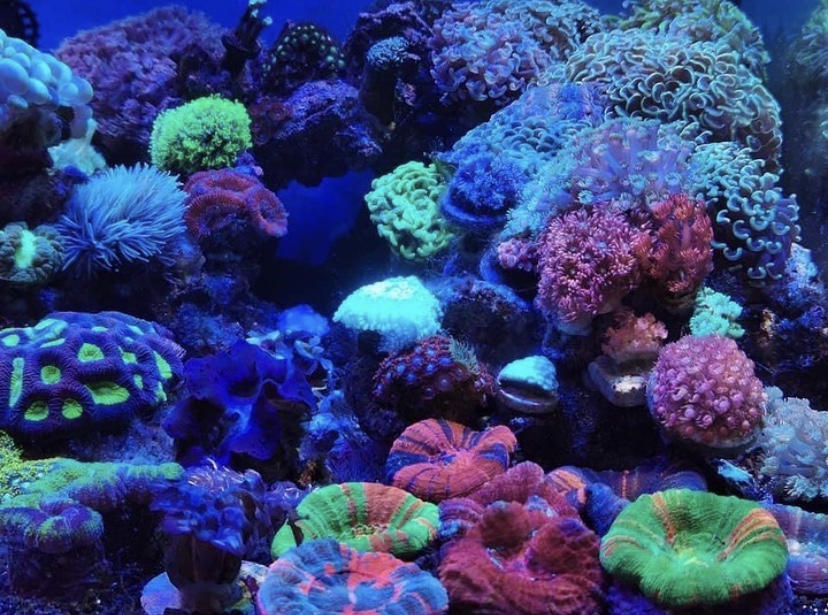 морской аквариум лучшее освещение