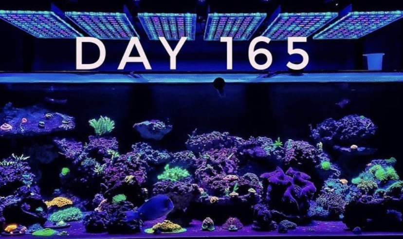 2020 beste koraalpop LED-verlichting orphek