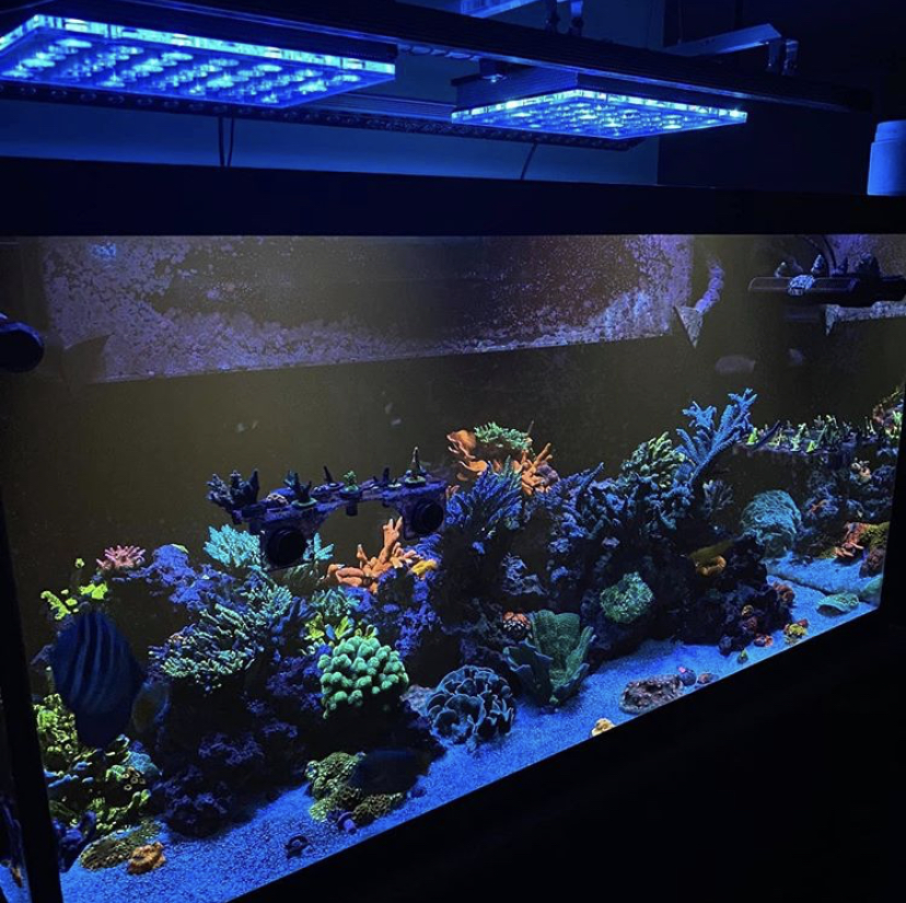 orphek atlantik best tank coral pop LED