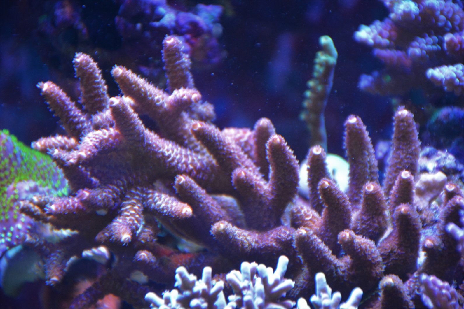 atlantik v4 mejor luz de tanque de coral