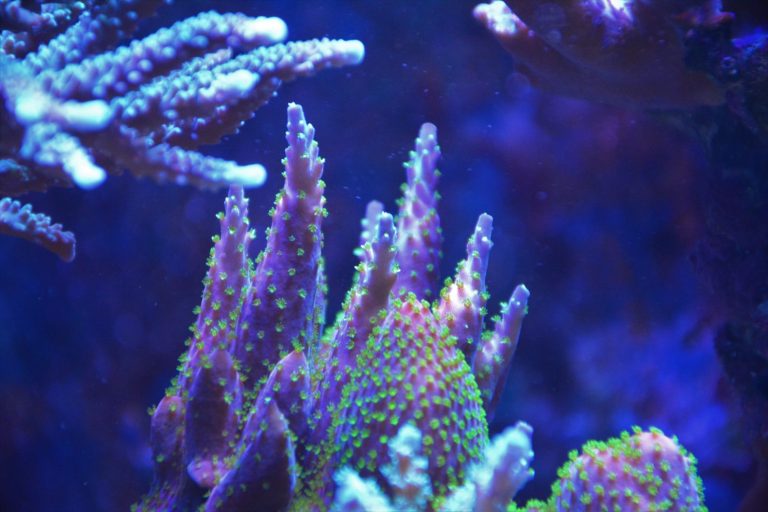 beautiful purple green sps coral