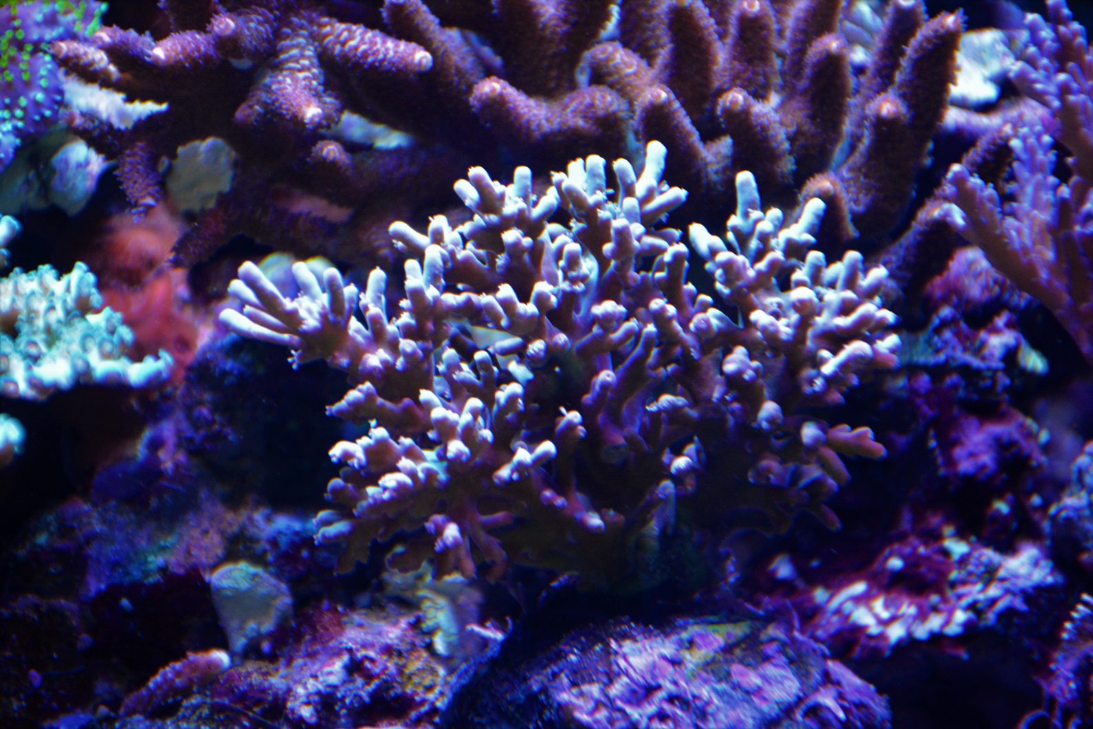 reef coral growth best lights