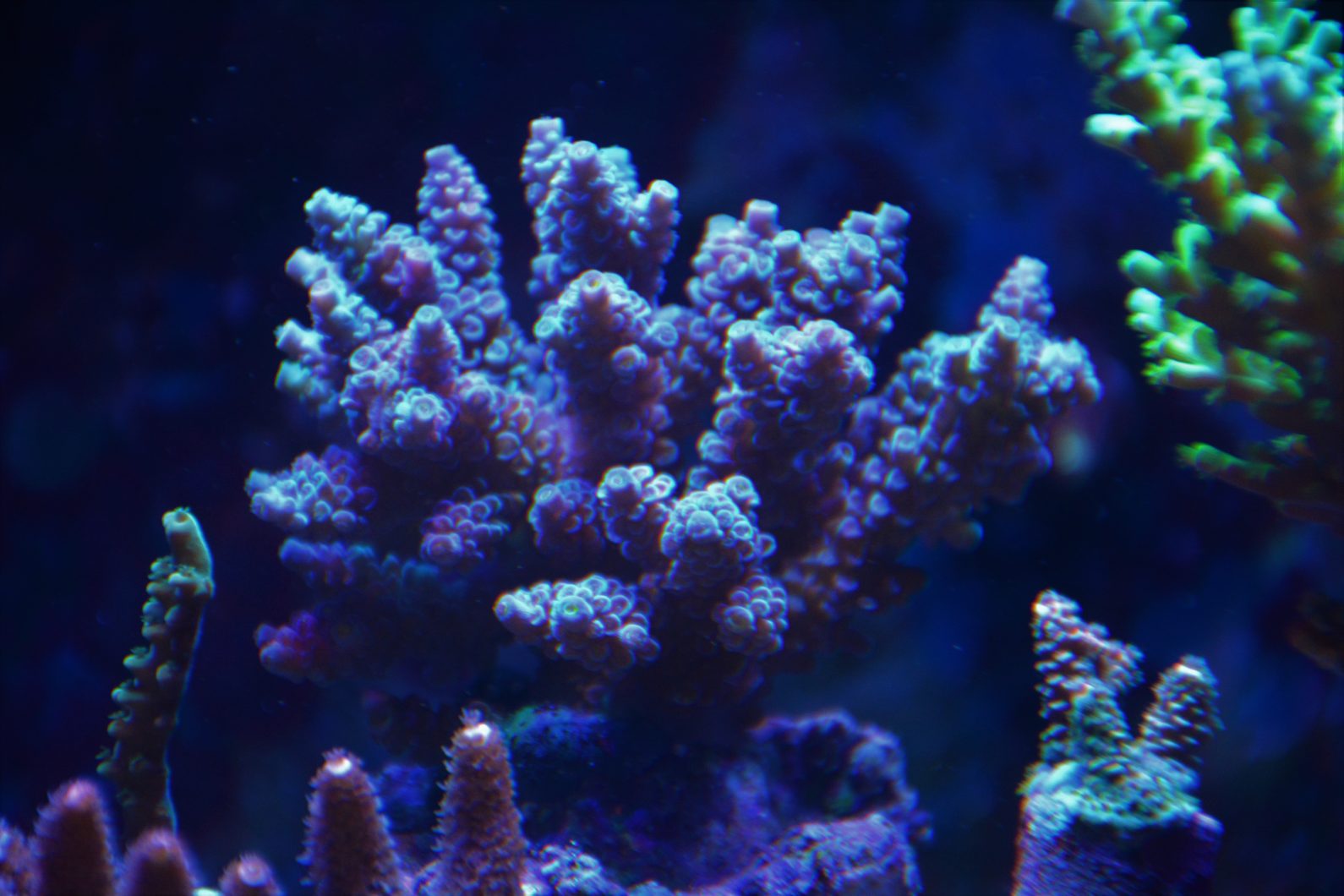 Атлантик v4 риф морской аквариум свет