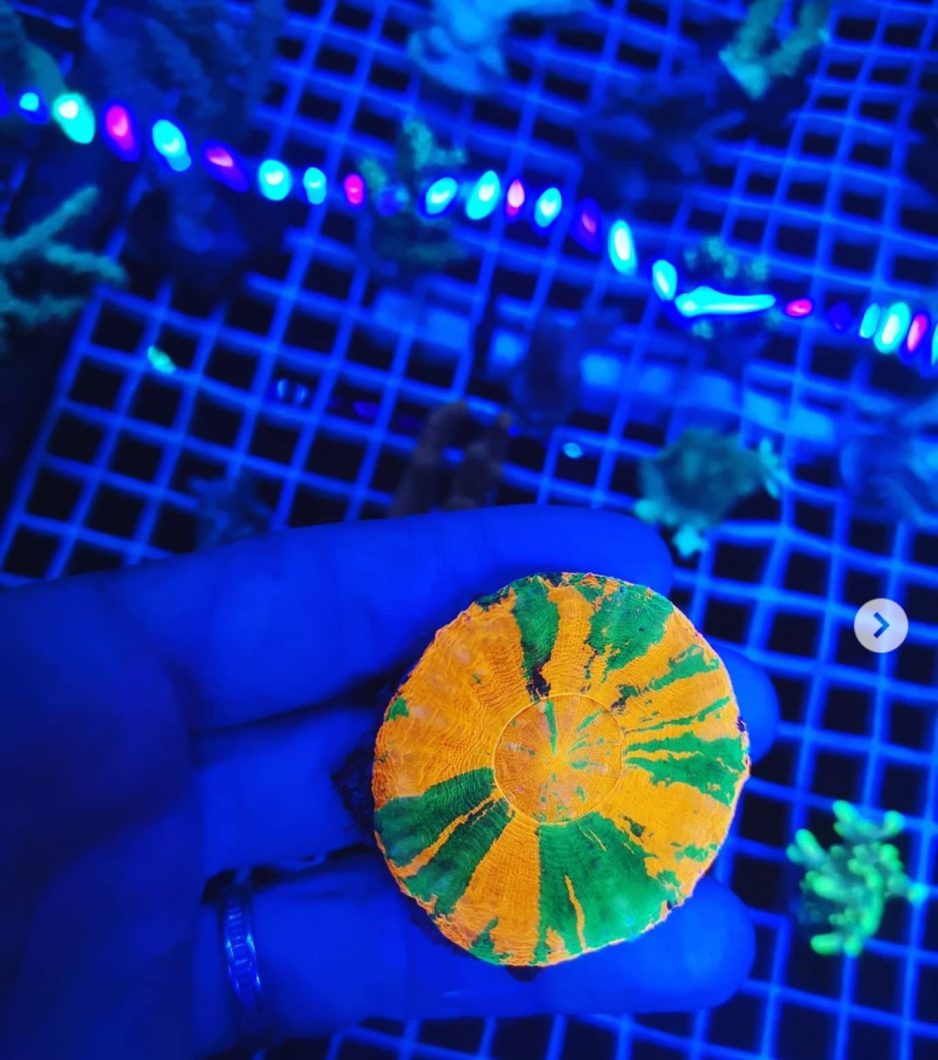 Korallin lähikuvakuva OR3 Blue Plus LED -palkin alla