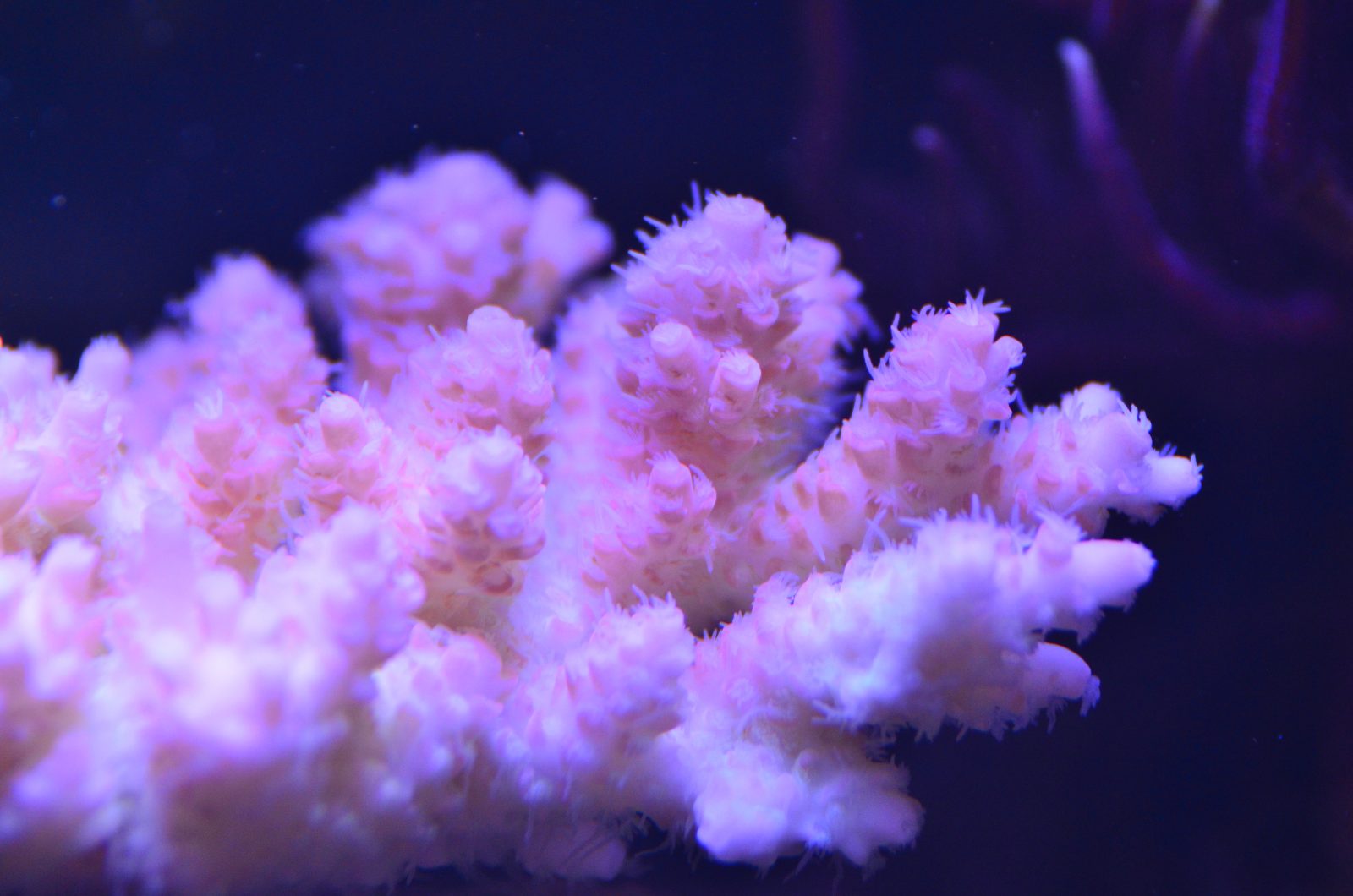 pink beautiful reef coral