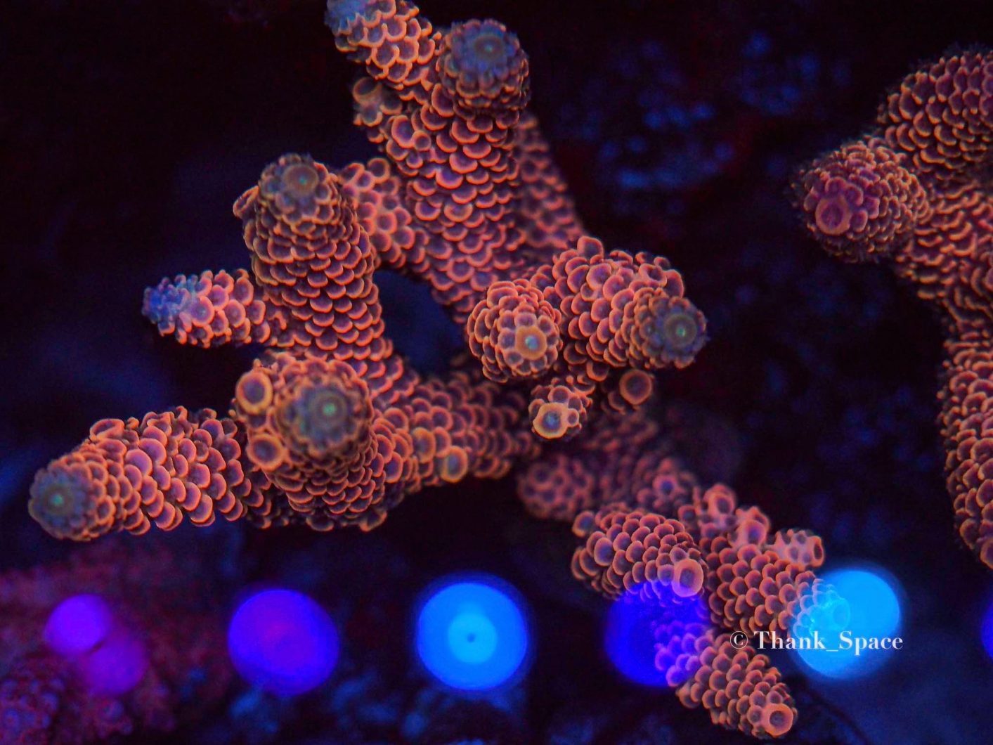 תמונה מקרוב בצבע פופ אלמוגים תחת סרגל LED LED כחול בתוספת OR3