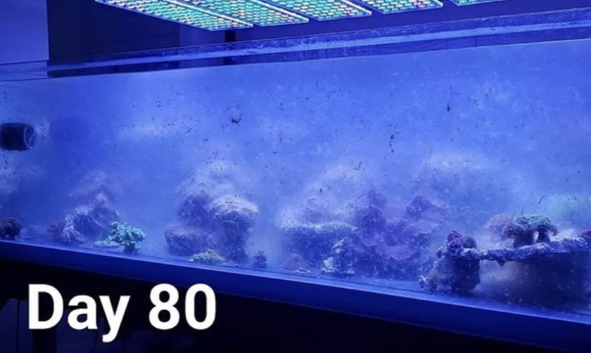 orphek iluminação aquário de recife salgado