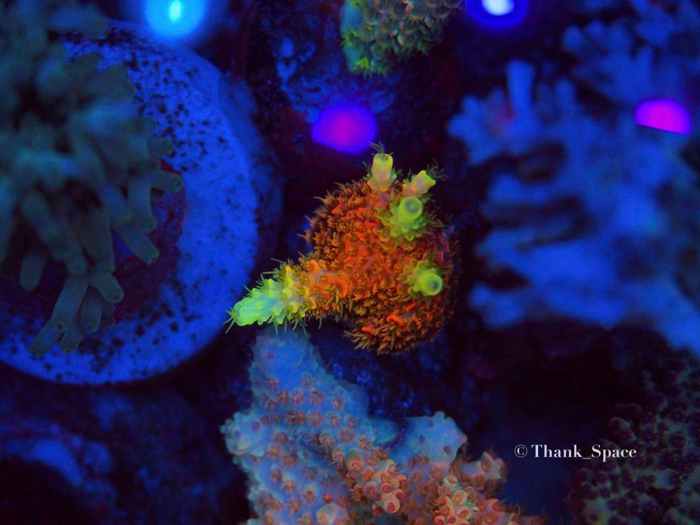 珊瑚流行色与Orphek或3蓝色加LED栏