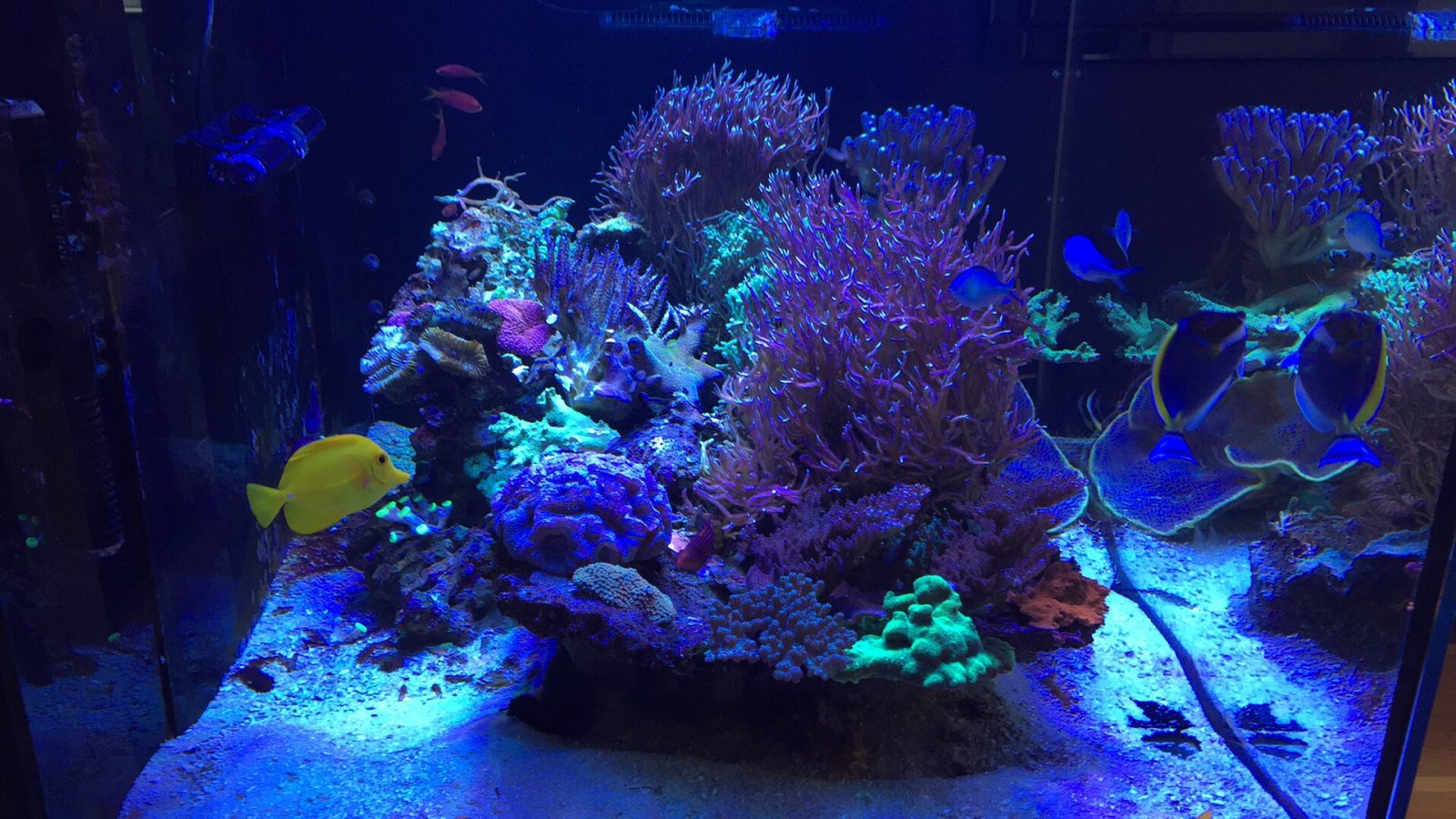 reef corals kingdom paling apik dipimpin lampu