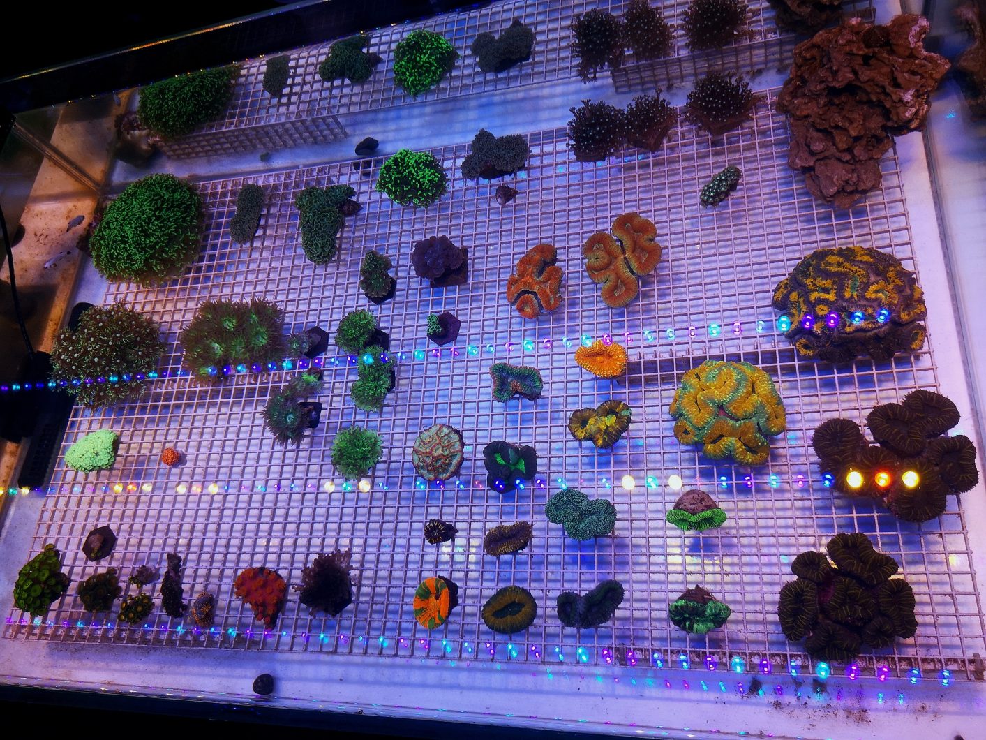 coral shop display under OR3 Blue Plus LED Bar for reef coral pop color 