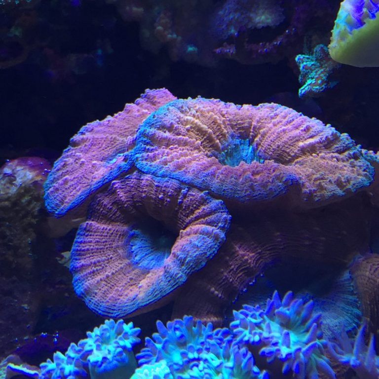 top coral pop aquarium lighting