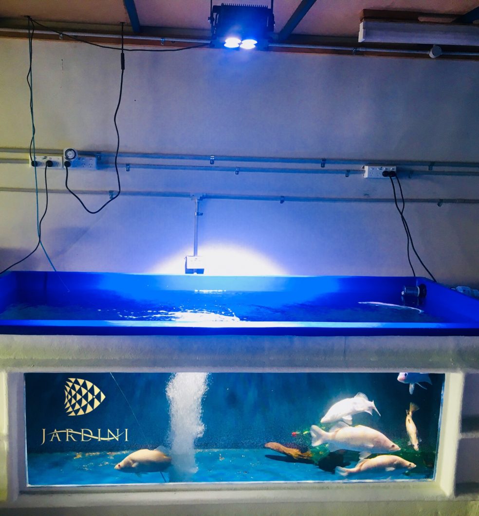aquarium d'eau douce led éclairage orphek