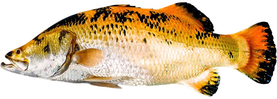 poisson tigre doré