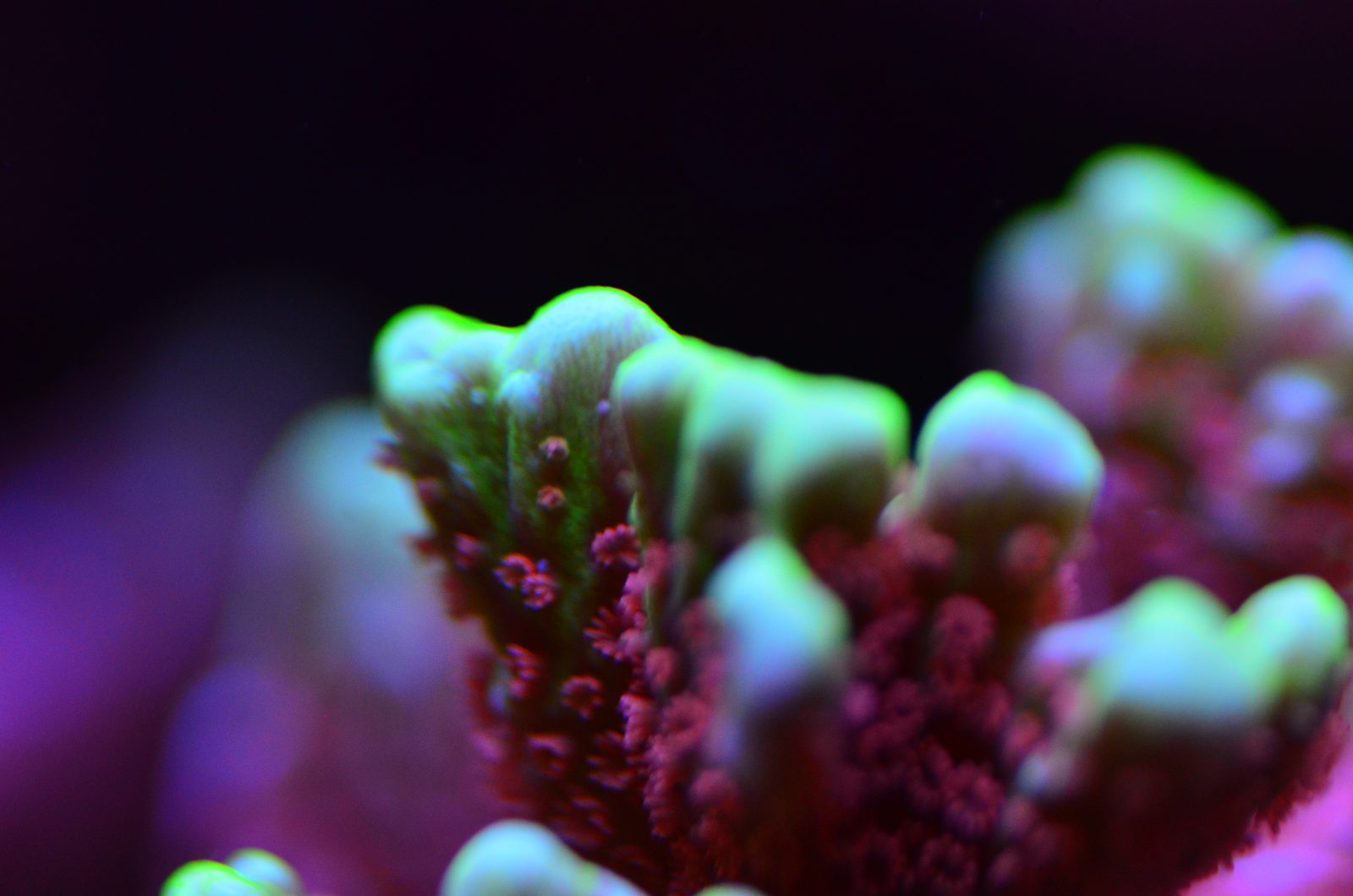 atlantik v4 koraal pop boost