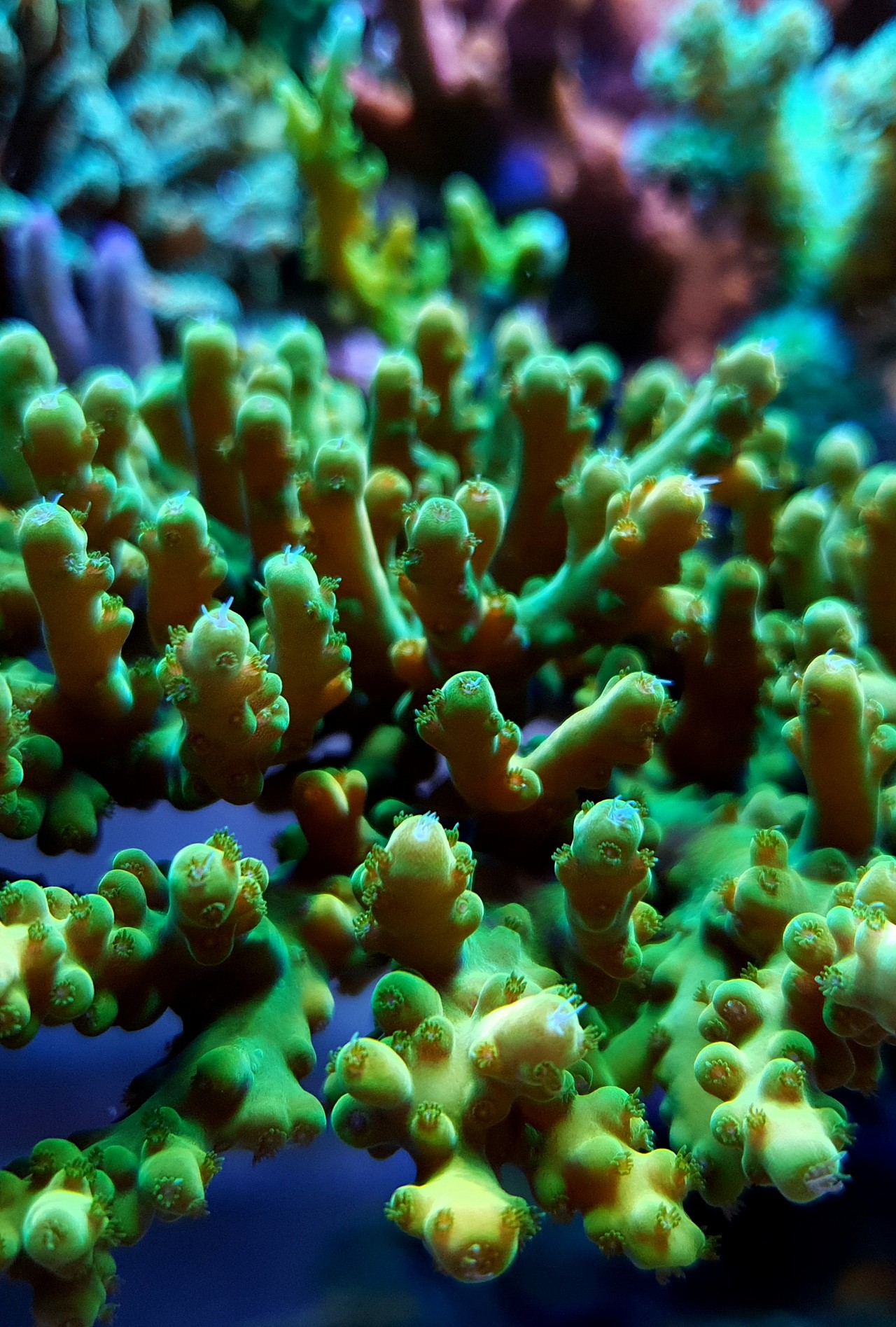 kleurrijke geweldige sps koraal
