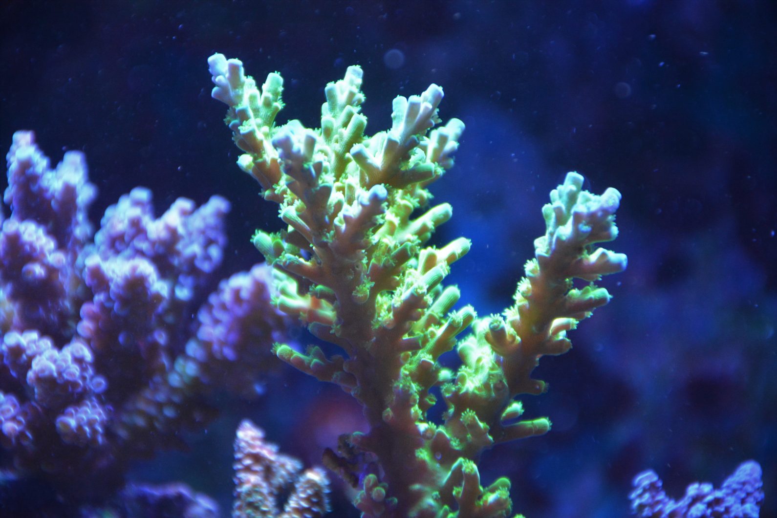 corallo verde incredibilmente bello