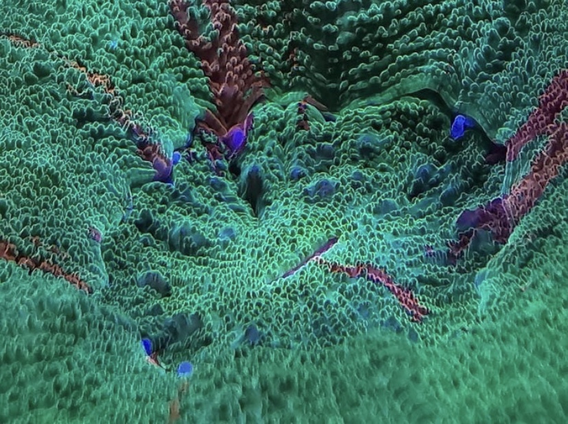 макро зеленый sps коралл