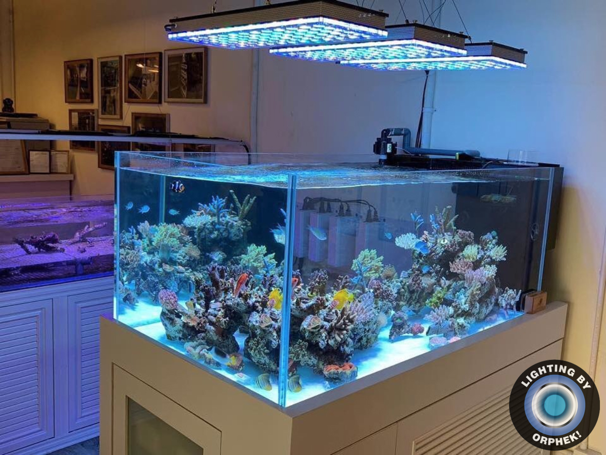 best reef LED lighting orphek