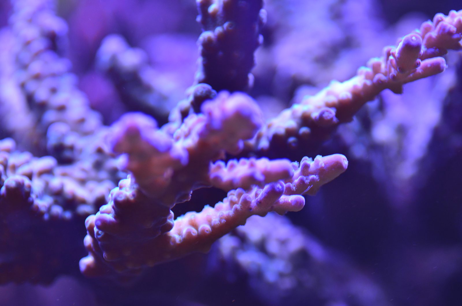 Reef akvarium bedste led lys 2020