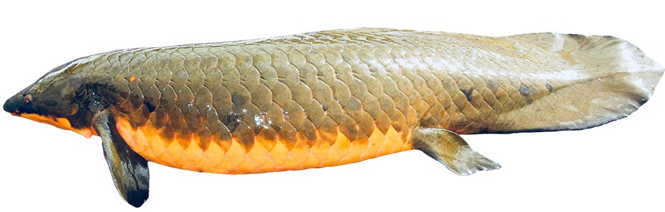 Ikan LUNGFISH AUSTRALIA