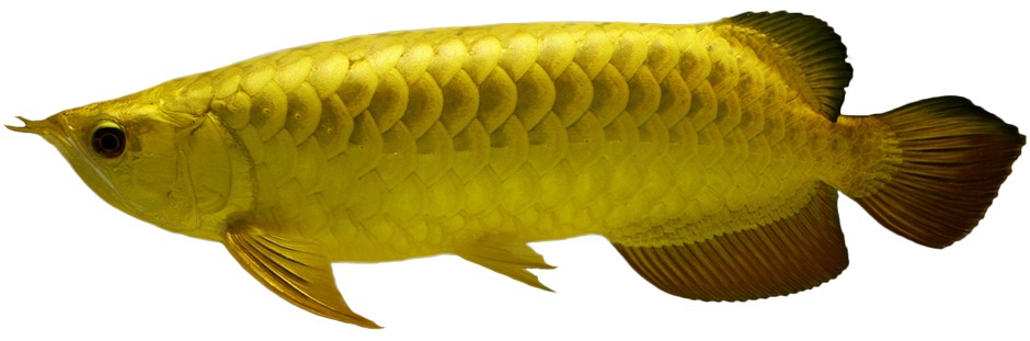 MERLION ROYAL AROWANA fish