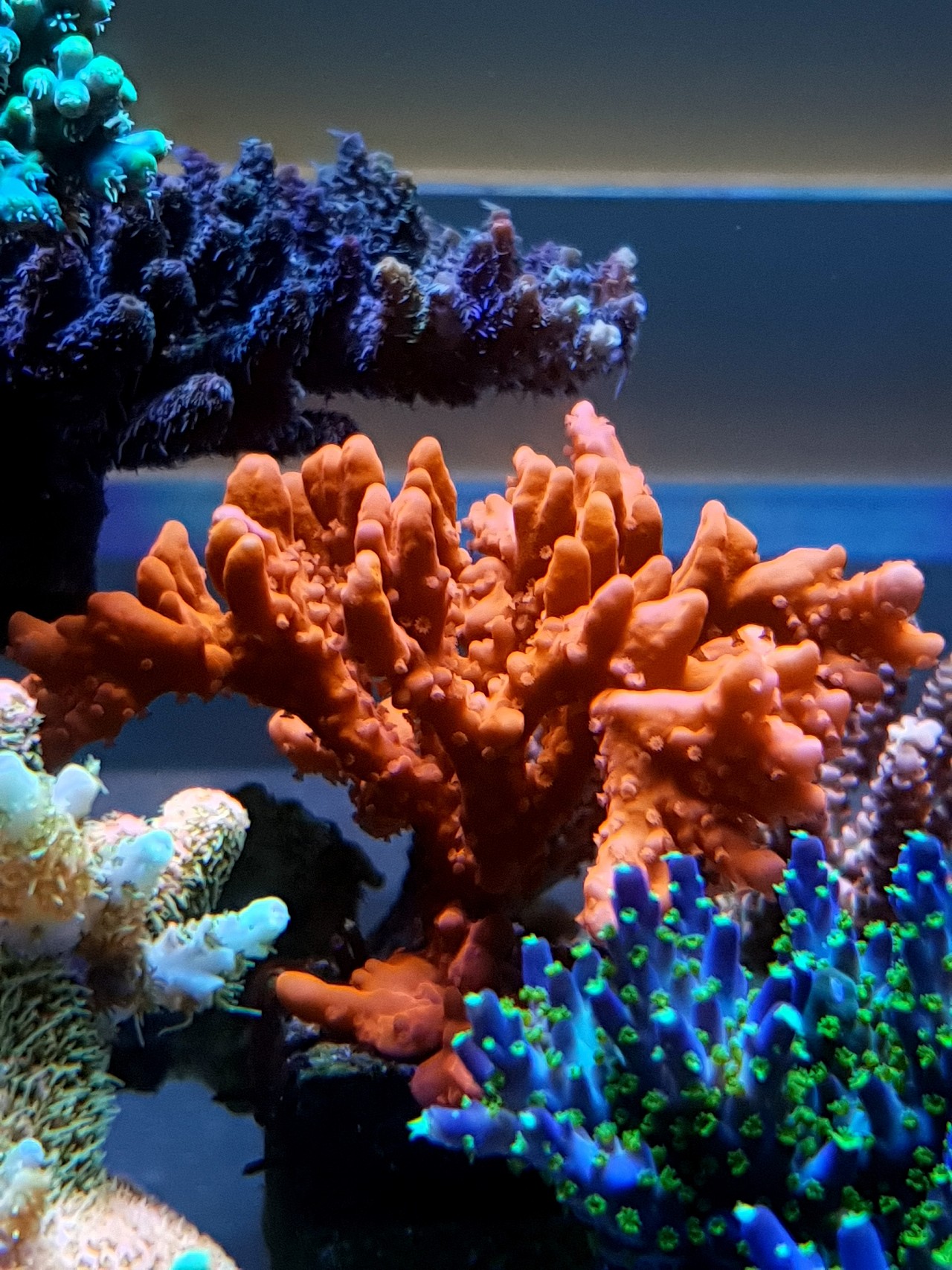 belo aquário de recifes de corais