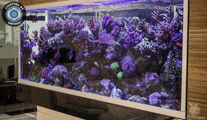 linda iluminação colorida de tanque de coral