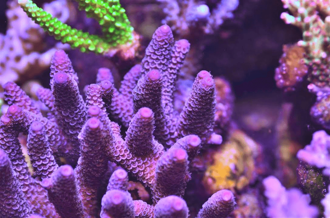 uskomattoman kaunis violetti sps koralli