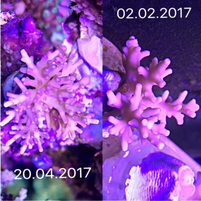 incroyable corail croître atlantik v4