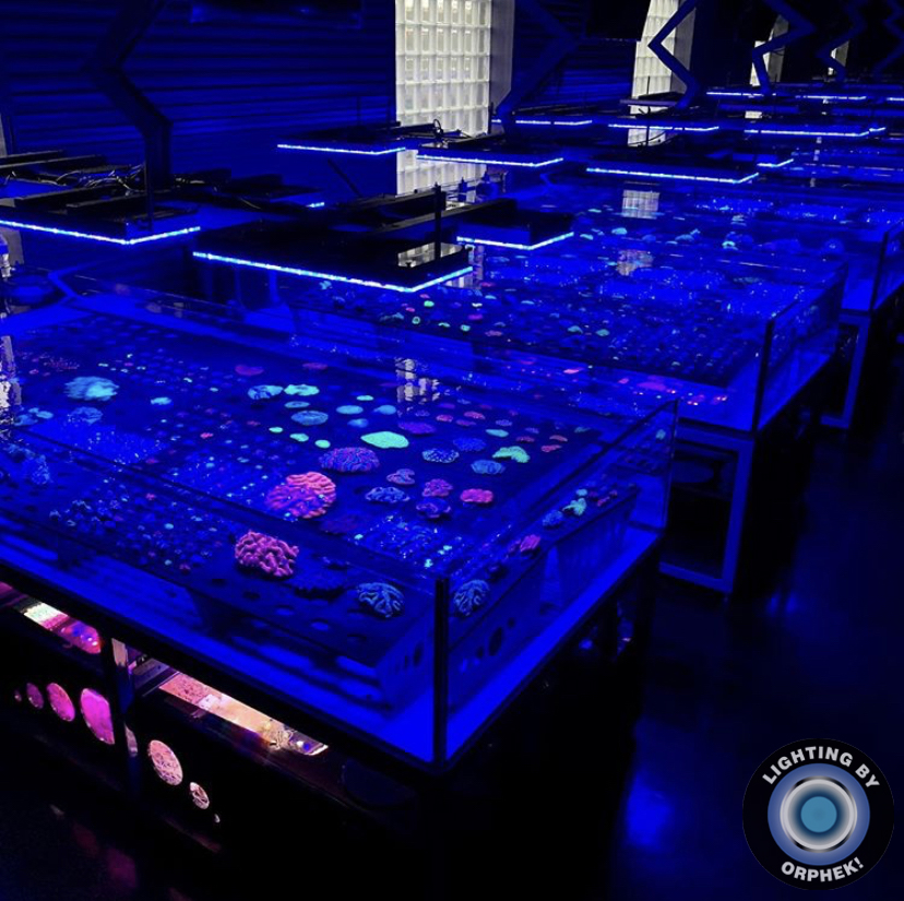 水族馆珊瑚流行LED照明