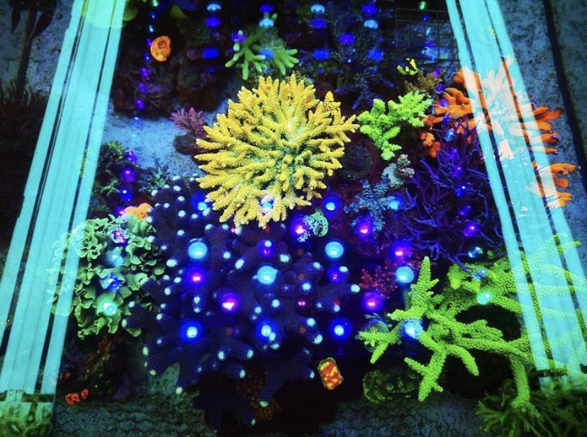 aquário coral pop leds