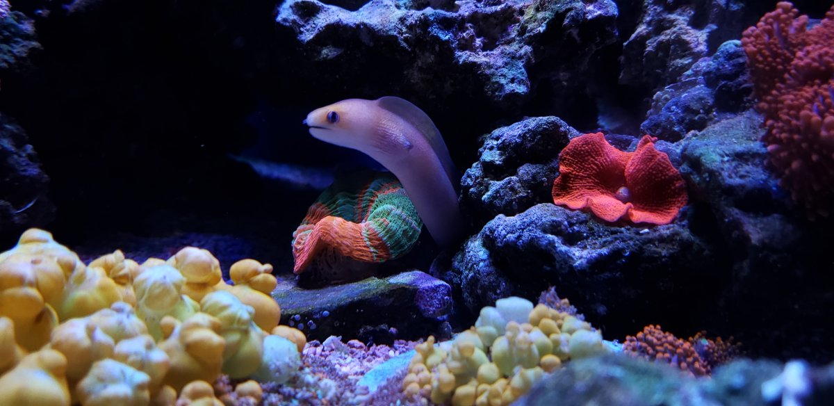 melhor luz LED para tanque de coral de recife