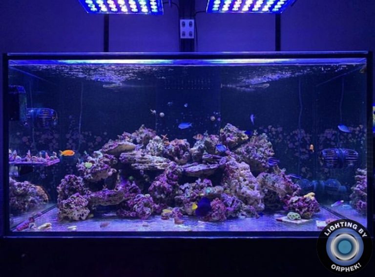 beautiful reef coral tank