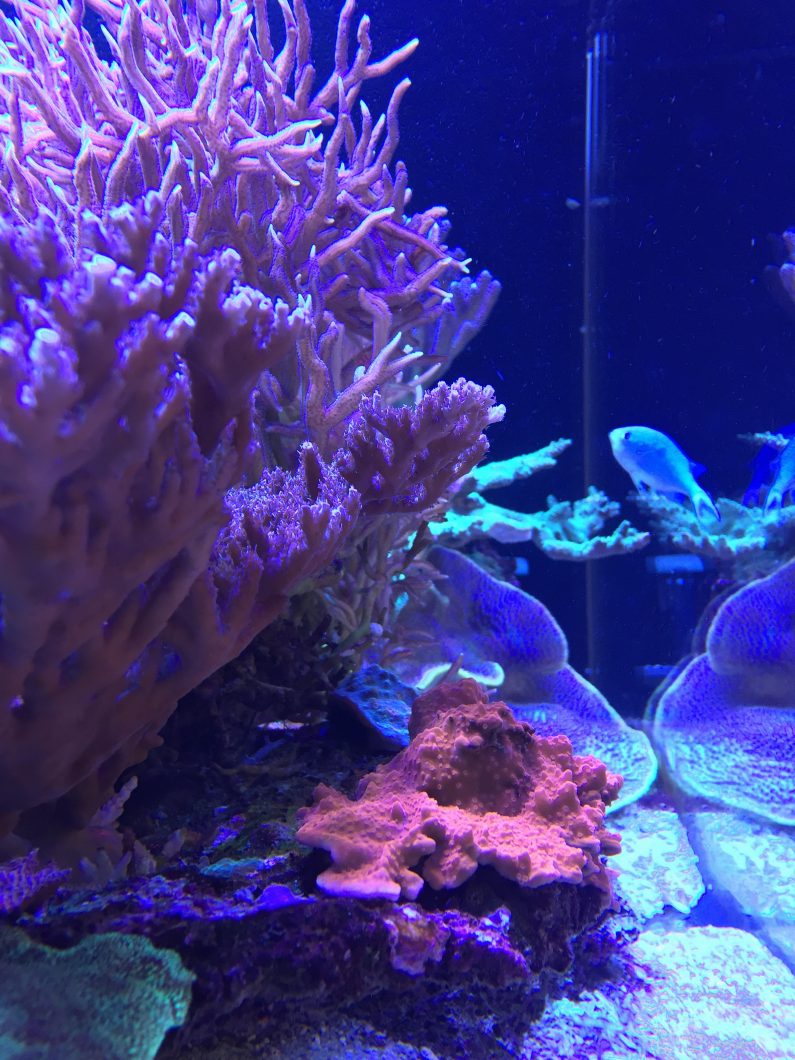 saltwater reef tank coral pop best lights