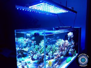 Orphek Reefscaping Showcases Beautiful Tanks •Reef LED Light