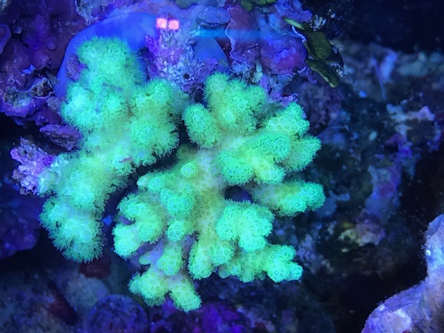 beautiful green sps coral