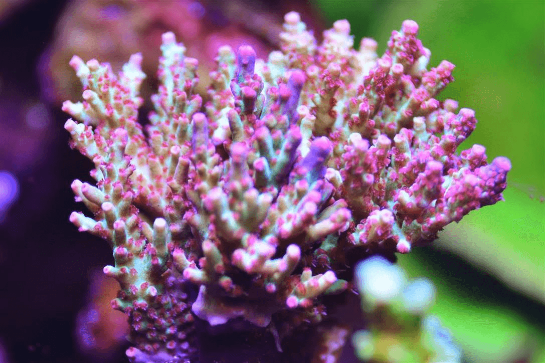 reef pink yellow sps coral