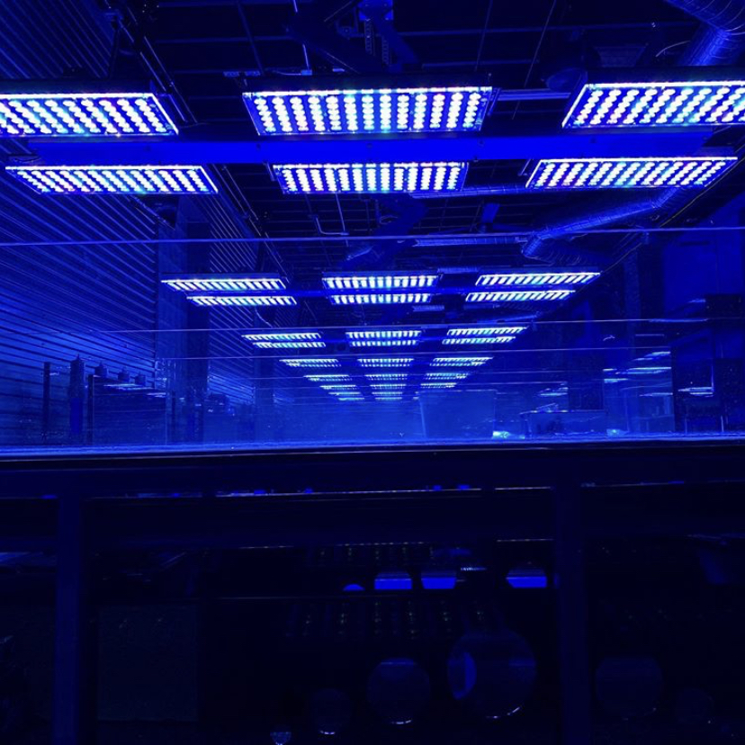 akuarium terbaik LED orphek atlantik