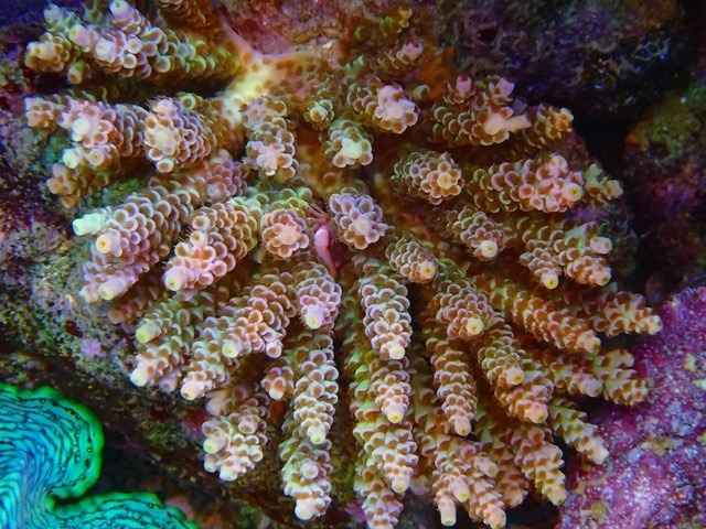 Riff sps Korallen Pop Lichter