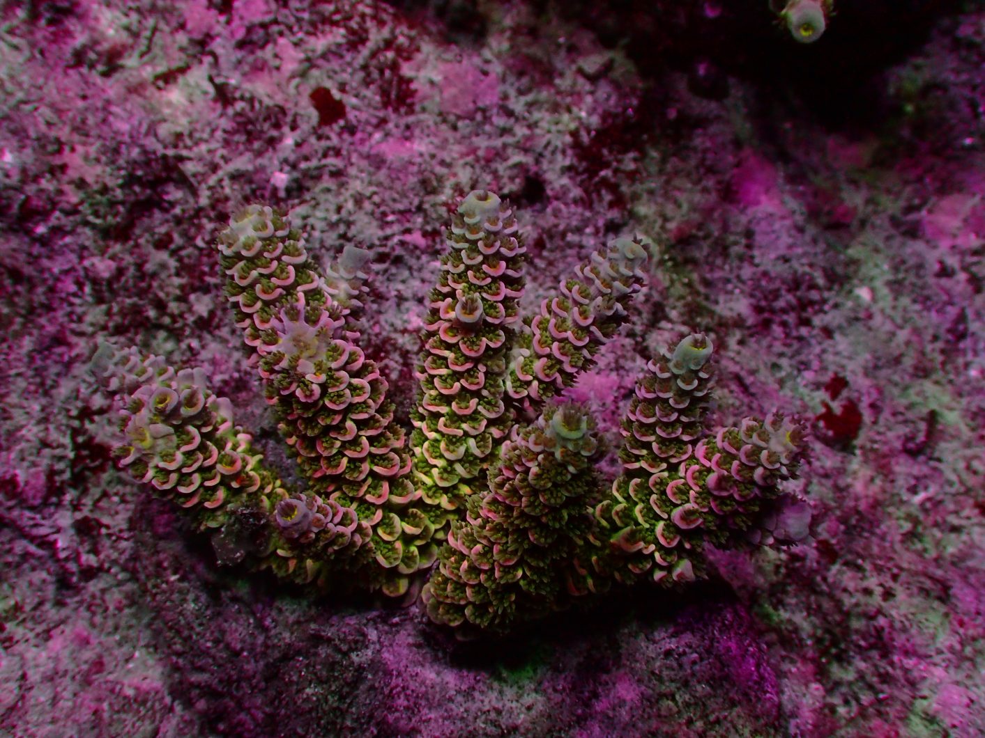 belysning av saltvanns koraller