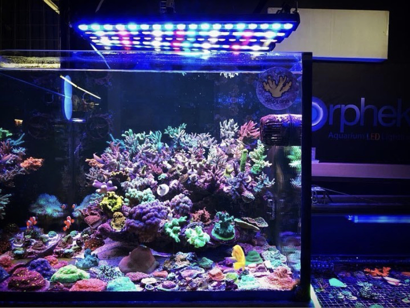 orphek OR2 akvárium LED lišta
