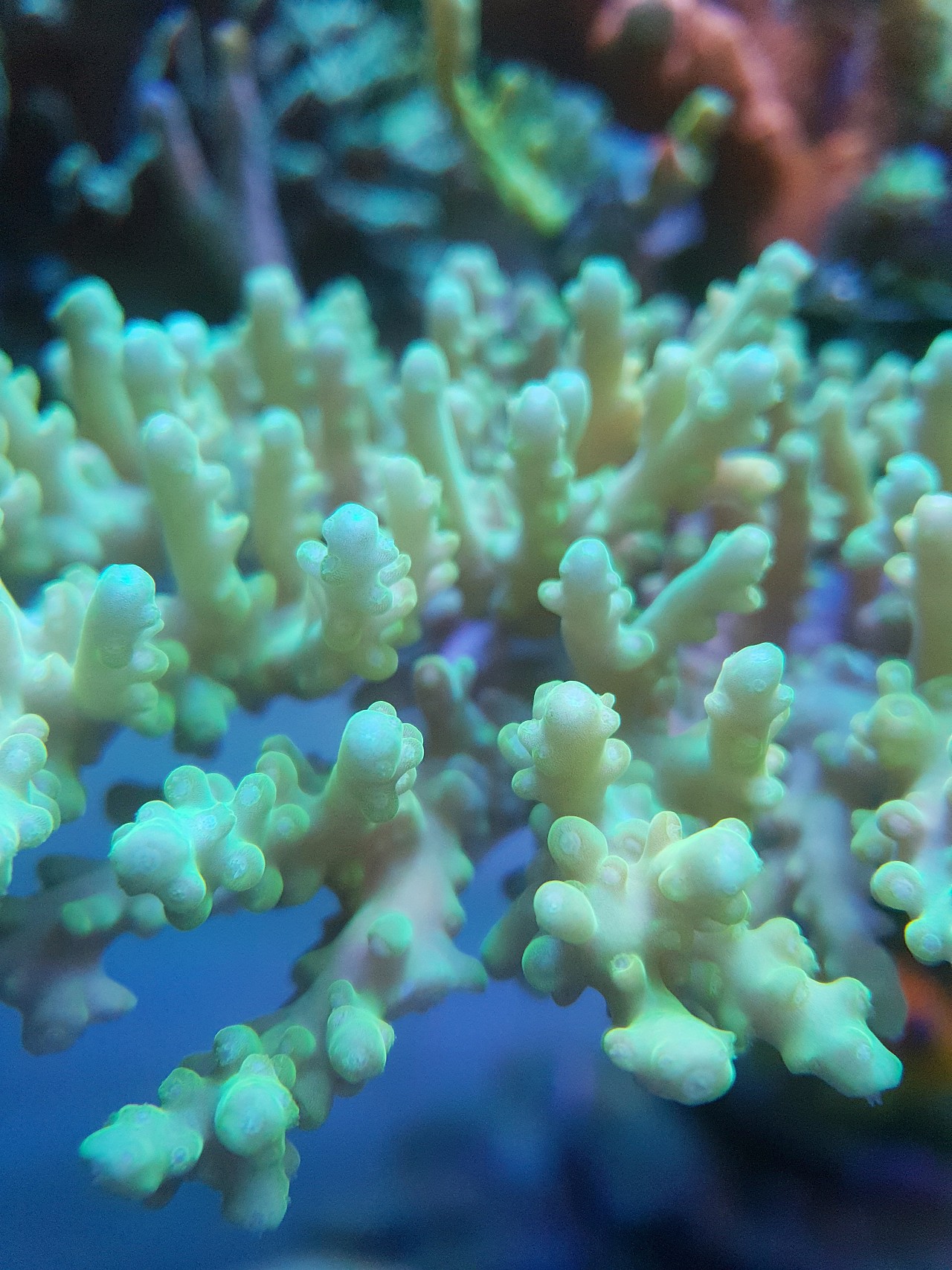 hermosas luces de coral sps mejores